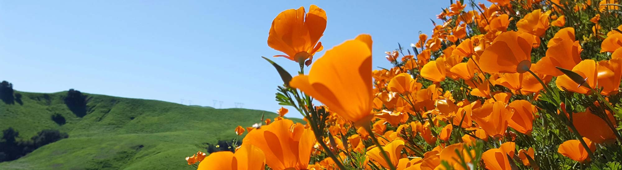 California poppies in a field with hills